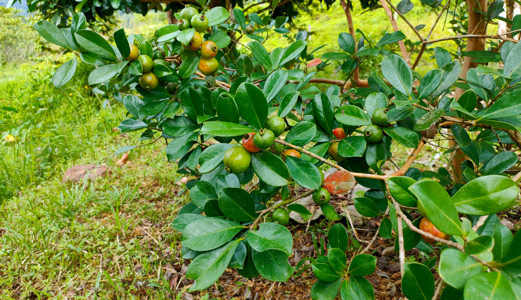 Açaizeiro com frutos verdes e maduros e folhas verde-brilhantes