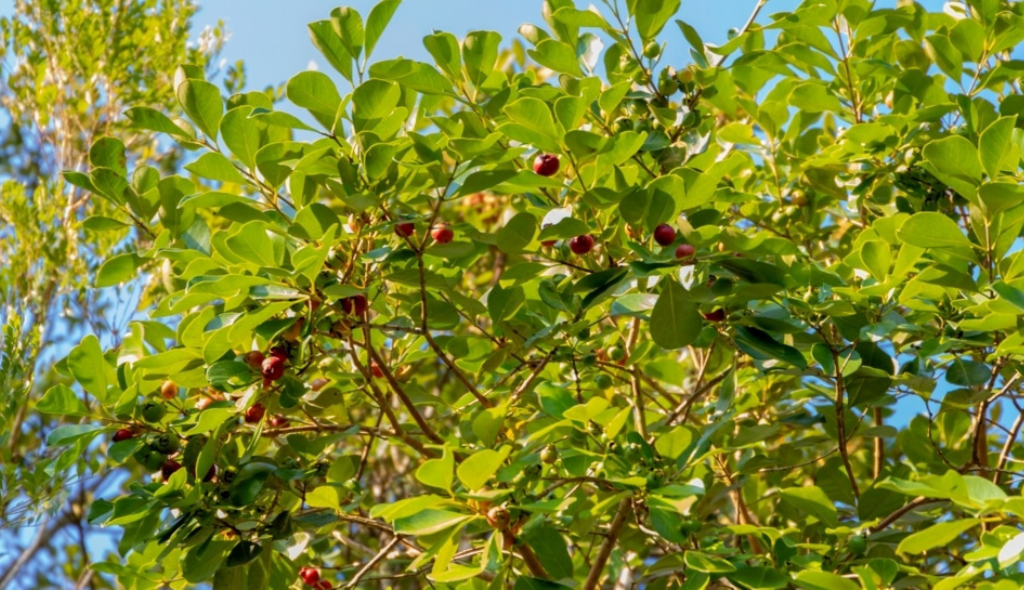 Pé de araçá com destaque para frutos vermelhos e folhas verdes