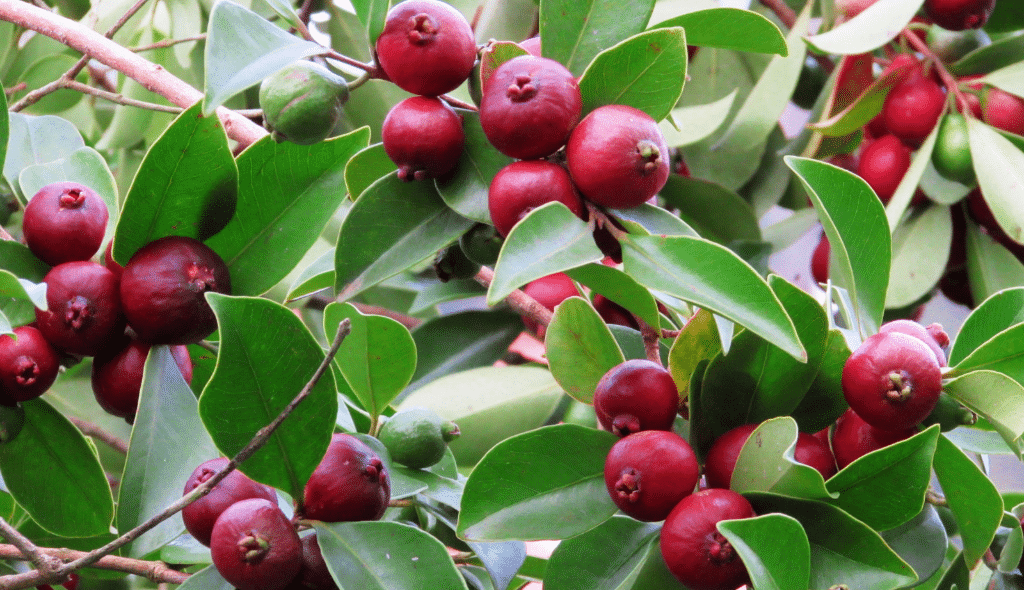 Araçá da espécie Psidium cattleianum com frutos vermelhos entre folhas verdes