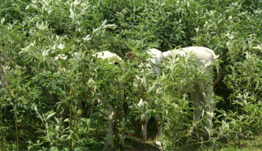Plantação de feijão guandu com animais pastando