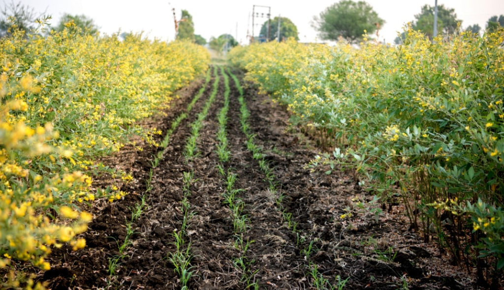 Cultivo de feijão guandu em campo