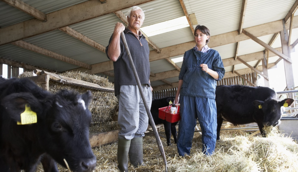 Veterinário e produtor em curral com artigos de primeiros socorros e bovinos em volta