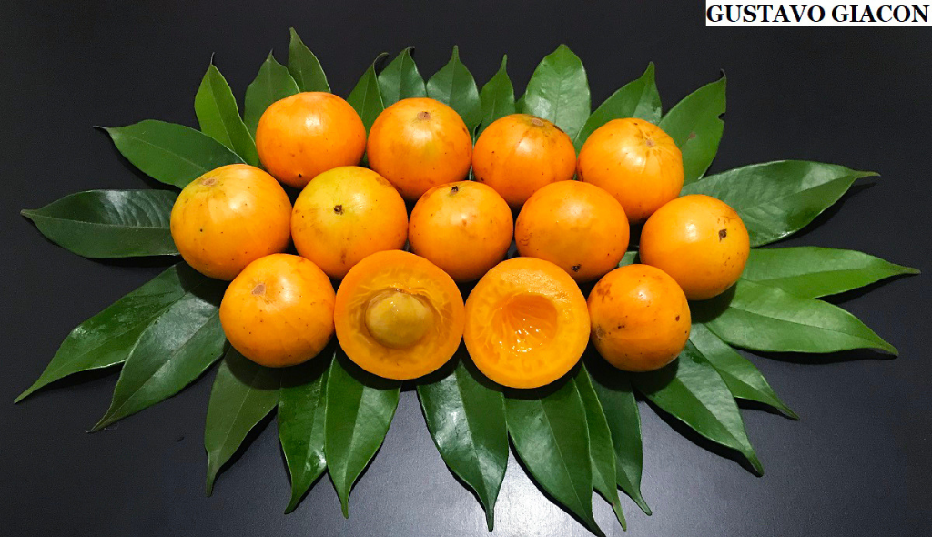 Cambucás de cor alaranjada dispostos em superfície escura e forrada por folhas. Um dos frutos está cortado ao meio com sua polpa laranja e caroço expostos