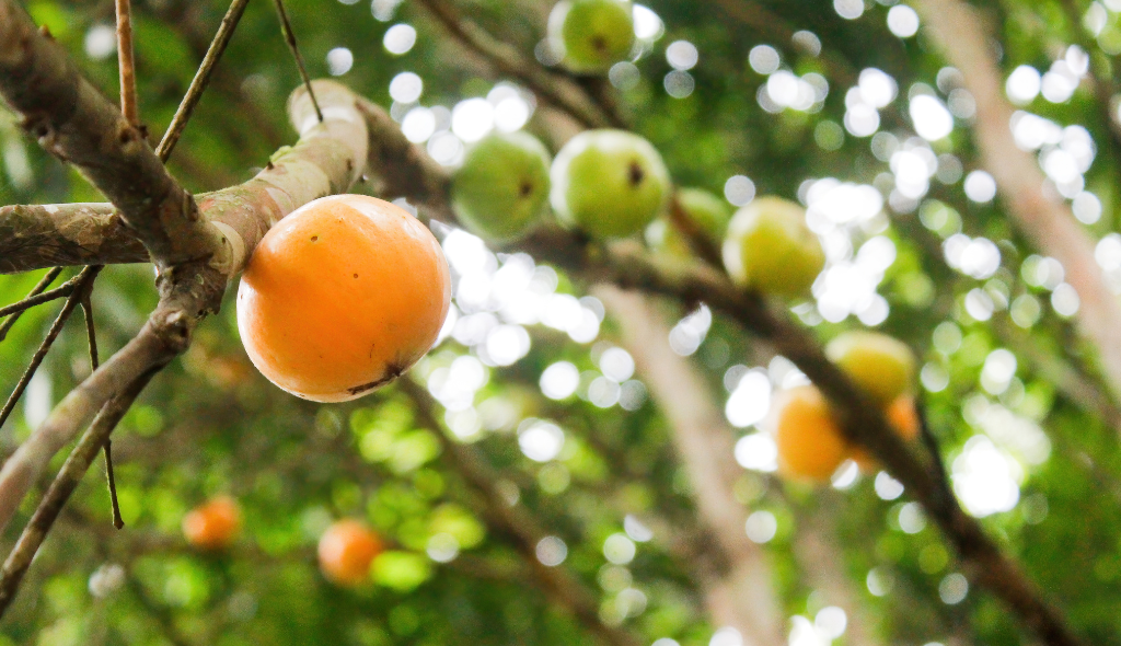 Cambucá: conheça essa fruta saborosa e como plantá-la
