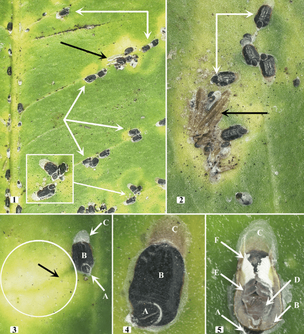 Aspecto visual da cochonilha preta (P. zizphi) em plantas do gênero Citrus, demonstrando diferentes estágios de vida