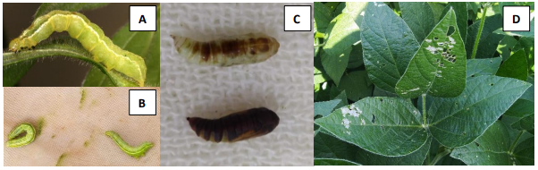 Diferentes espécies de lagarta-falsa-medideira: (A) Chrysodeixis includens; (B) Rachiplusia nu; (C) Pupa de C. includens (parte superior) e Pupa de R. nu (parte inferior); (D) Injúrias nas folhas causadas por C. includens e R. nu.