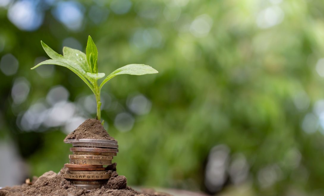 Moedas empilhadas em solo com muda de planta ao fundo