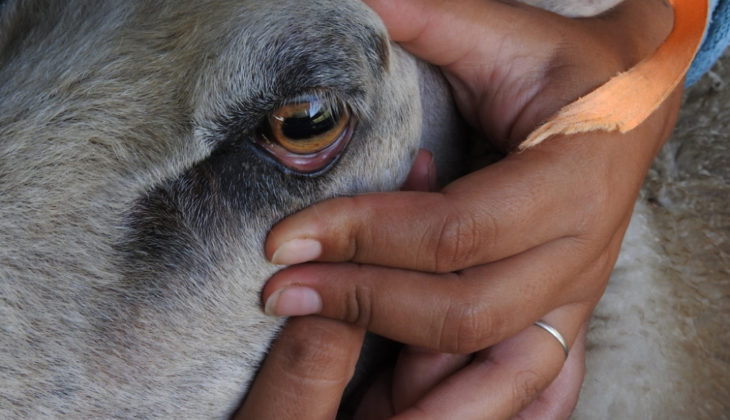 Pessoa realizando famacha (técnica de avaliação caprina) em caprino, expondo  a sua mucosa ocular, que apresenta aspecto saudável