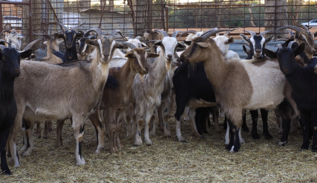 Rebanho de cabras com boa condição corporal