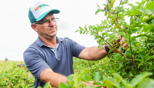 O anúncio que salva negócios: produtor de acerola encontra no MF Rural o sucesso de suas vendas