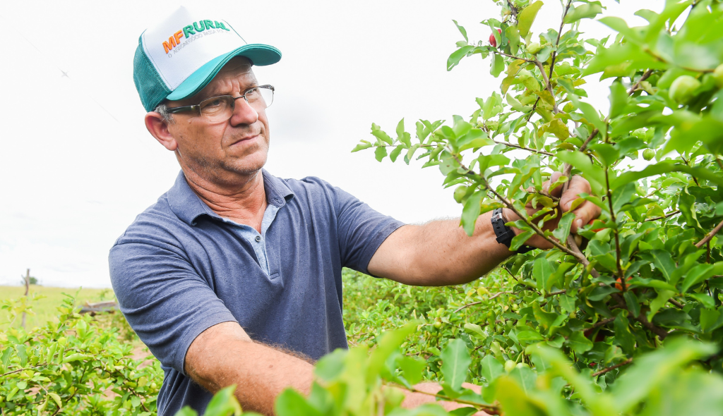 O anúncio que salva negócios: produtor de acerola encontra no MF Rural o sucesso de suas vendas