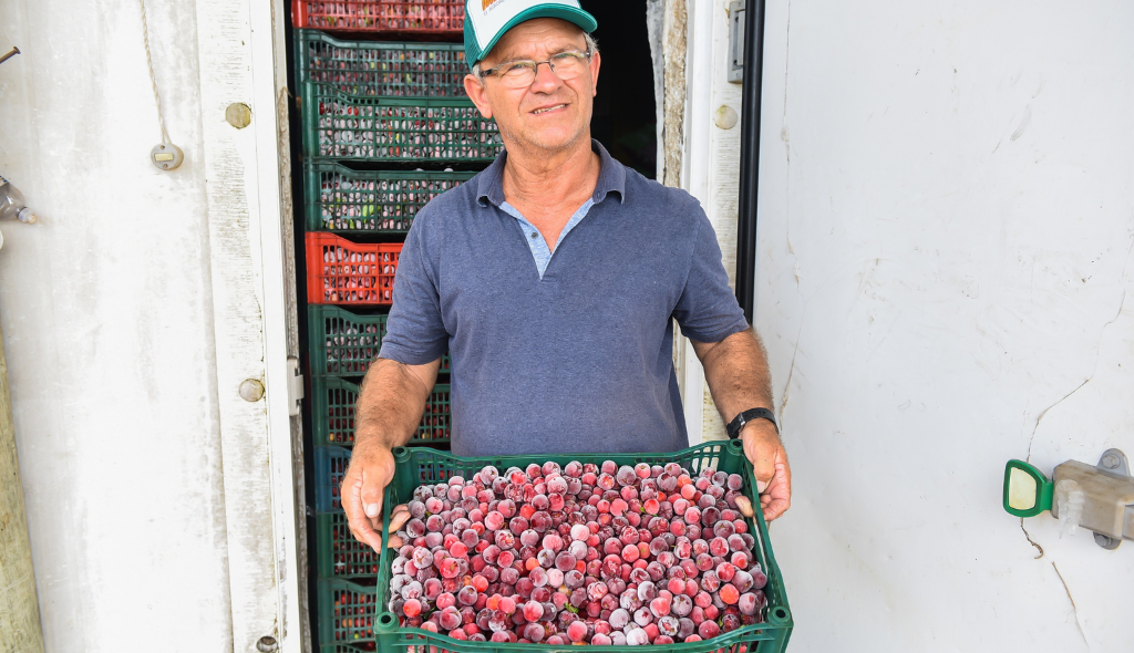 Antonio Vicentin, produtor de acerola, segurando caixa repleta de frutos