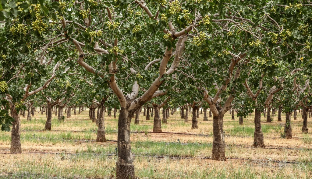 Plantação de pistacheiros com sistema de irrigação