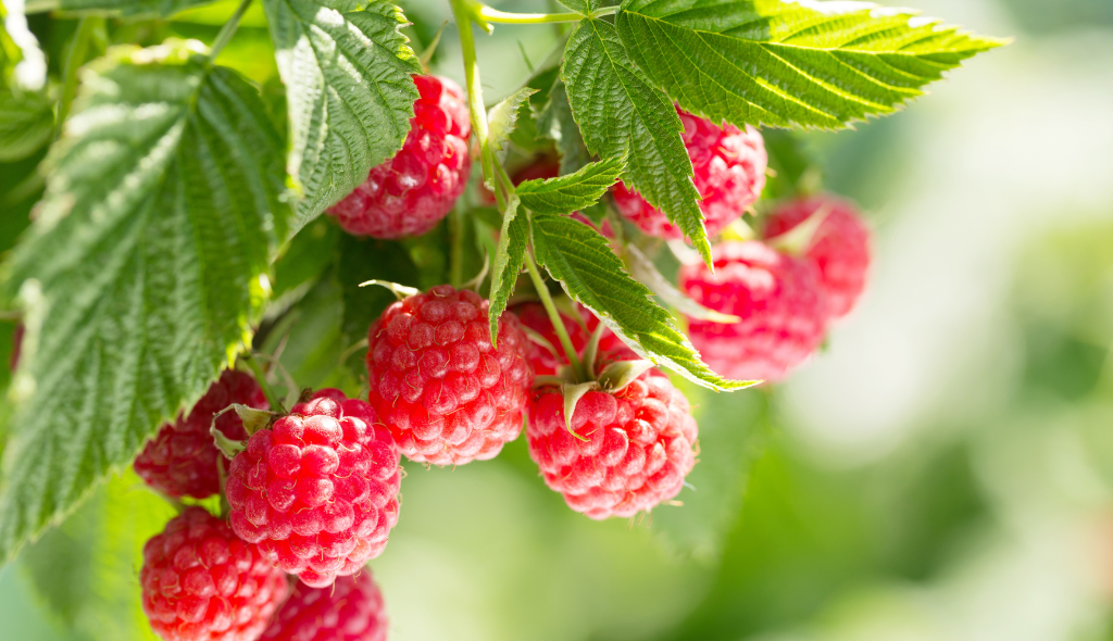 Frutos de framboesa vermelhos em ramos de folhas verdes