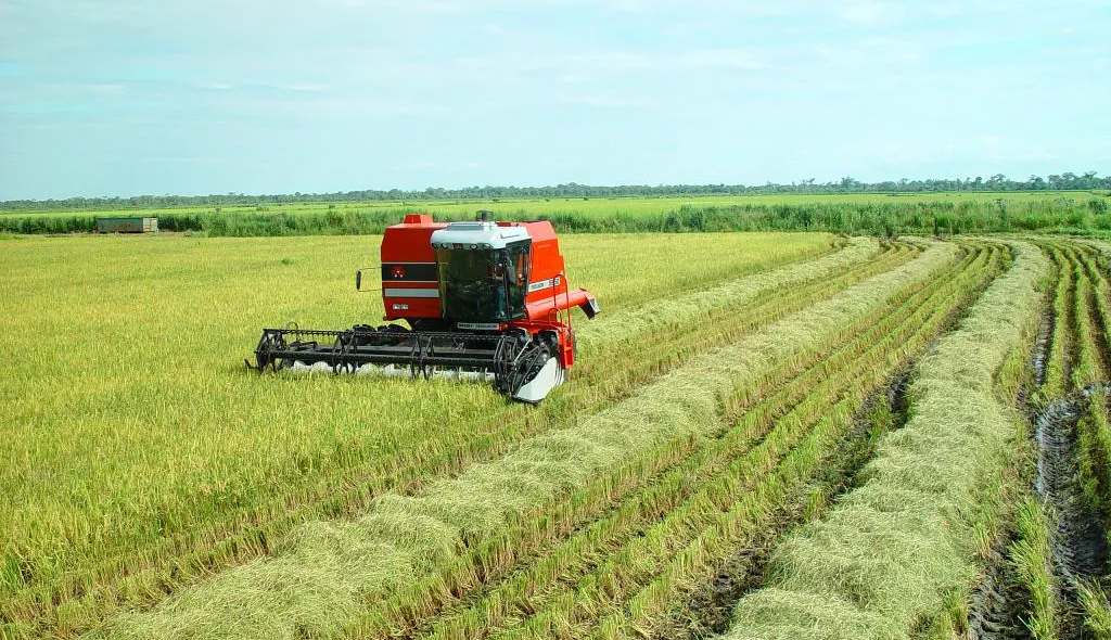 Colheita do arroz irrigado. À direita da imagem, é possível visualizar as marcas dos pneus da colhedora, em meio às áreas úmidas