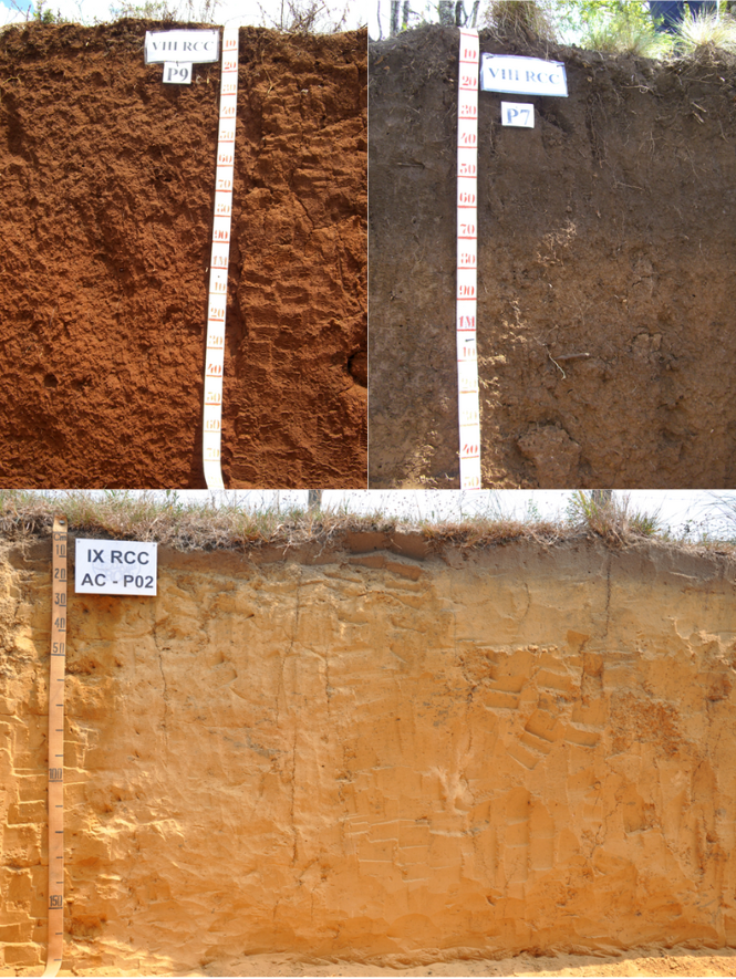 Profundidade dos 3 tipos de Latossolos - vermelho, bruno e amarelo - com medição por fita métrica