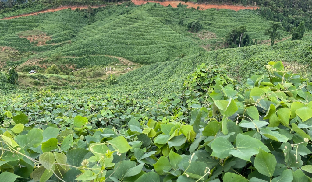 Plantio da mucuna