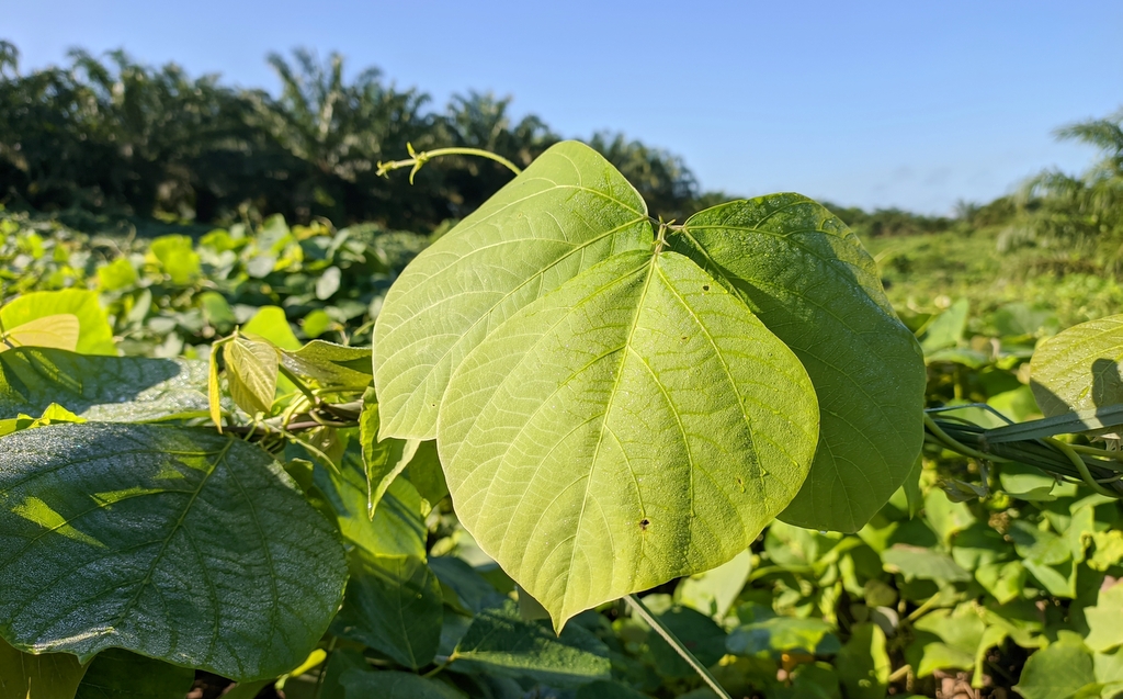 Área de plantio da mucuna
