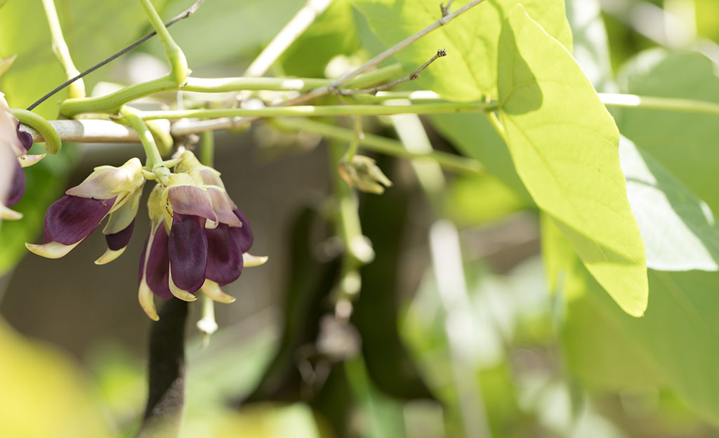 Destaque para as flores de mucuna preta
