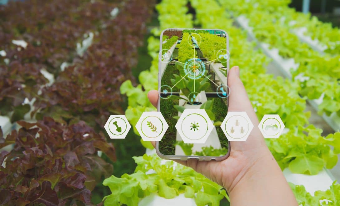Mão segurando celular com símbolos que remetem à conectividade agrícola e sistema de hidroponia em cultura de alfaces verdes e roxas ao fundo
