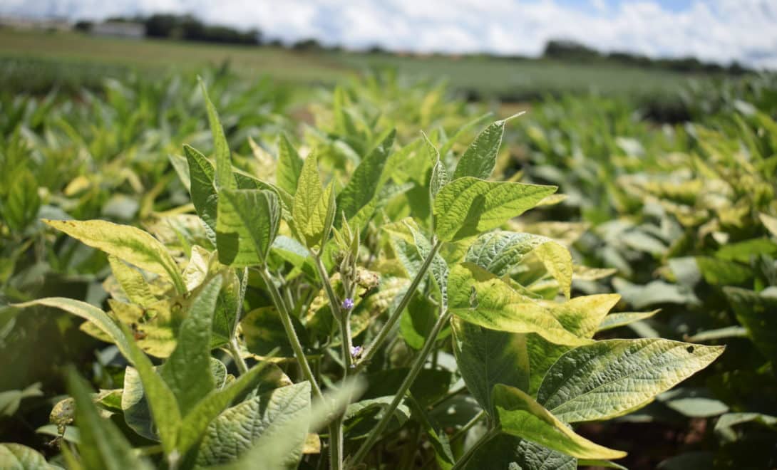 Plantação de soja com destaque em planta com deficiência de postássio