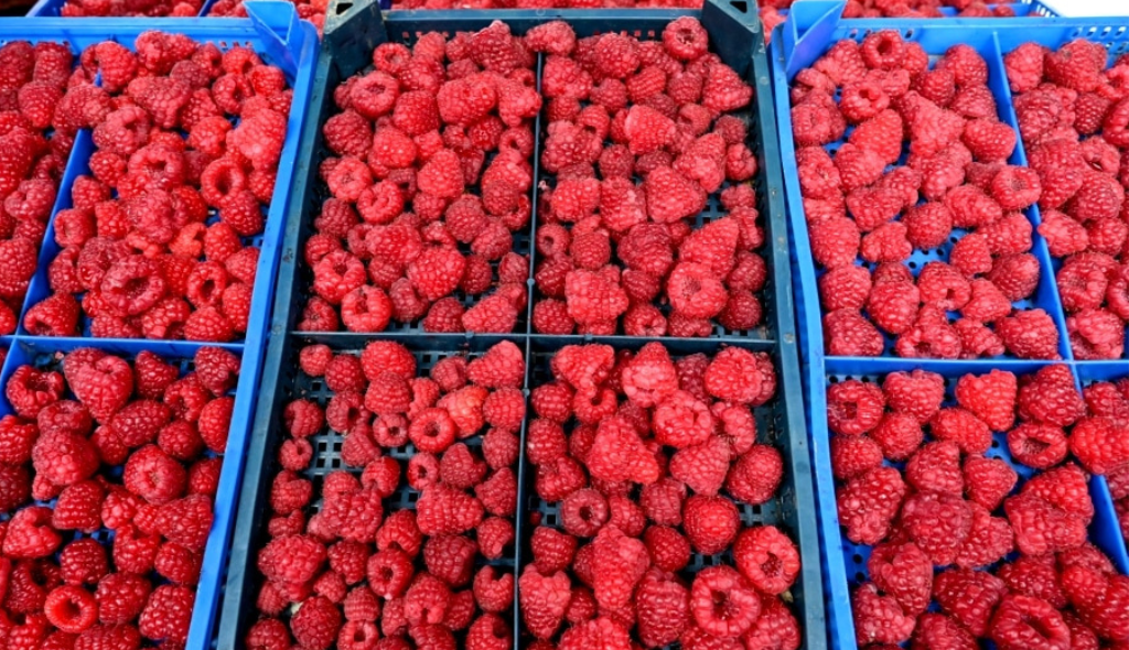 Caixas contendo framboesas colhidas