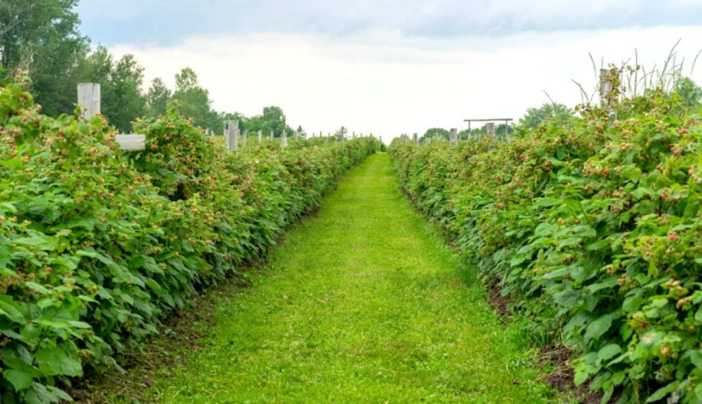Plantio de framboeseiras já adultas e com frutos
