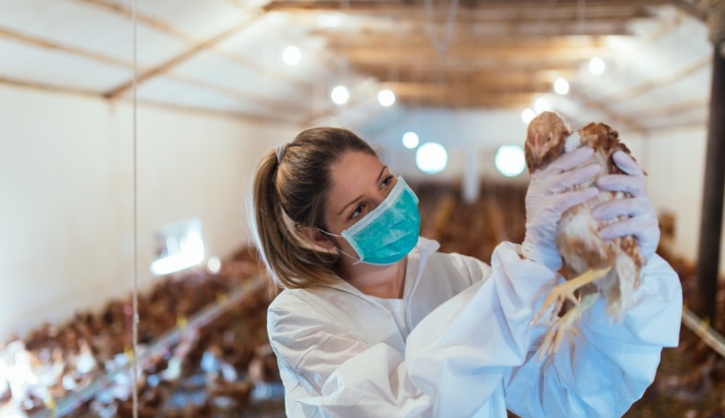 Médica veterinária, devidamente vestida com roupa branca e máscara, avaliando ave