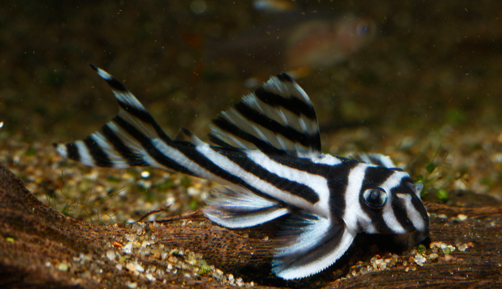 Cascudo zebra visto de perto, com destaque para as duas listras pretas e brancas que remetem a uma zebra
