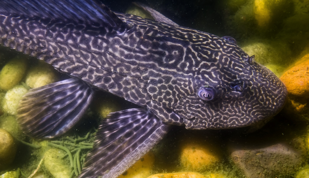 Cascudo Abacaxi visto de perto com seus desenhos amarelados em sua pele escura