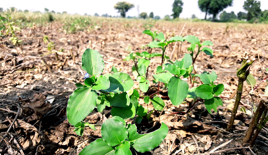 Área de plantio com a presença de trapoeraba, planta daninha de folhas verdes e flor lilás