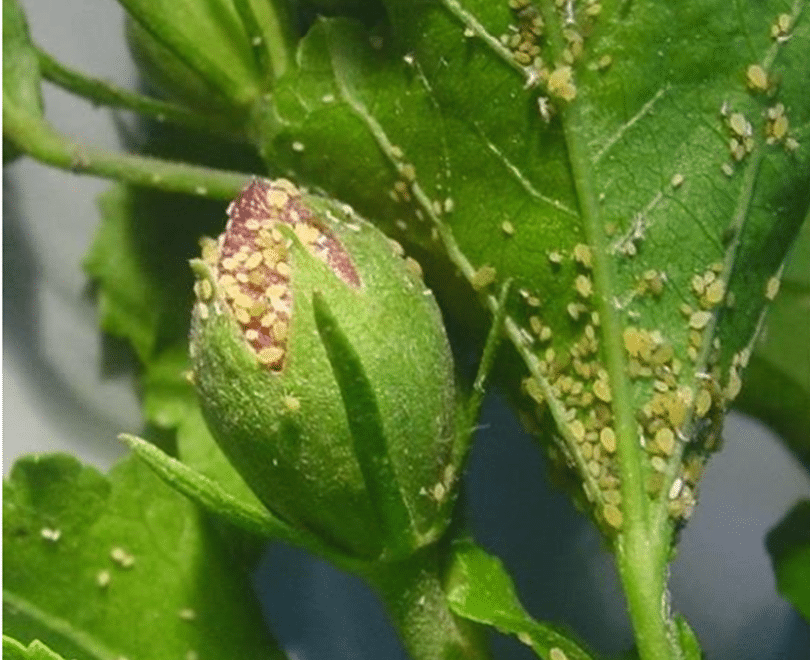 Incidência de pulgões em flor de algodoeiro