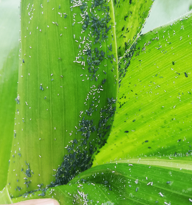 Infestação de ulgão-do-milho e planta de milho