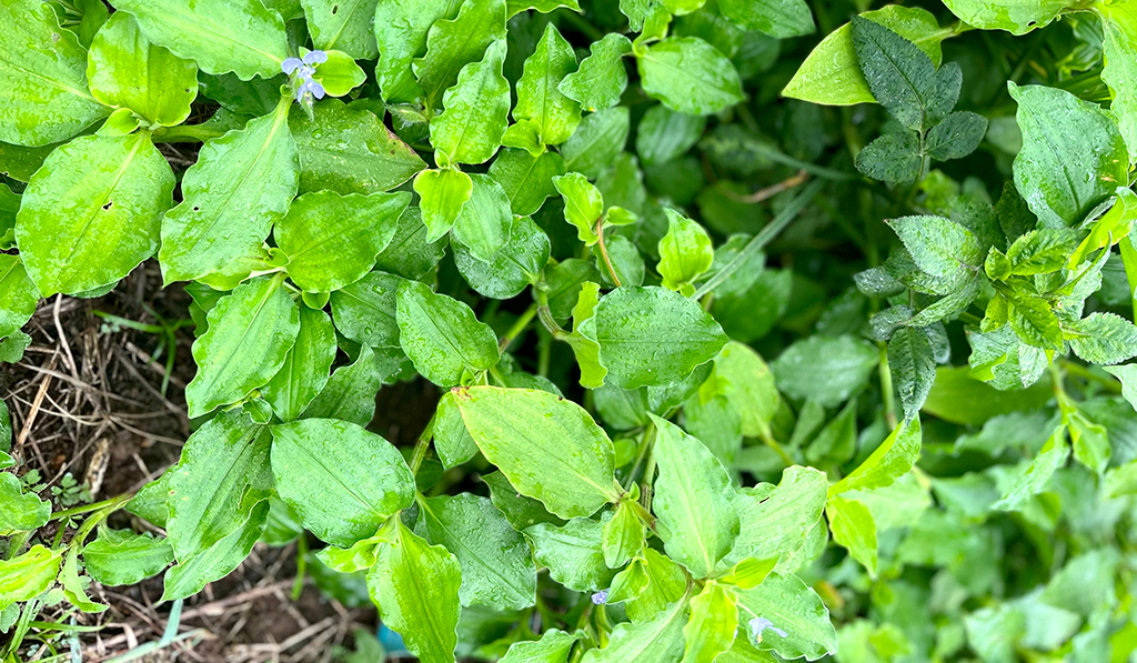 Planta daninha denominada trapoeraba em plantação, com destaque para as suas folhas verdes