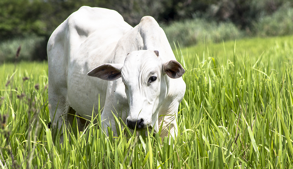 Animal da raça Nelore no pasto, pelagem claro no meio da capinzal
