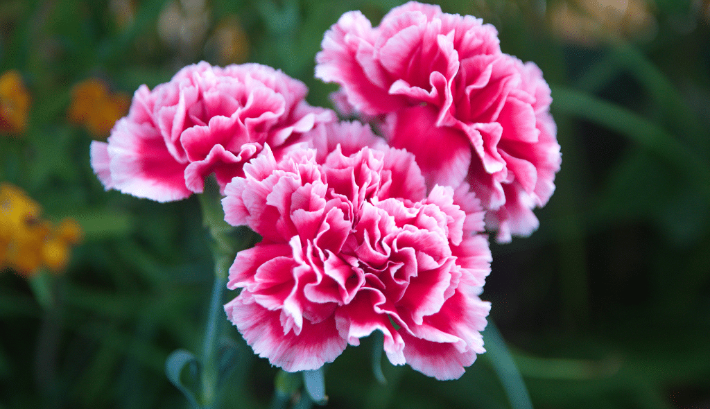 Três cravos de coloração rosa e bordas brancas