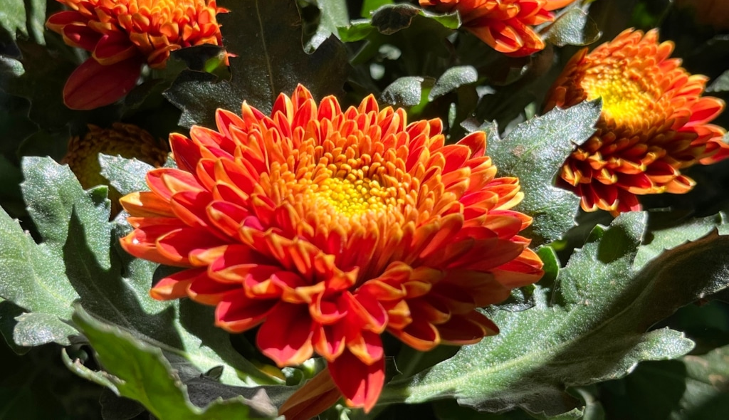 Flor de crisântemo de coloração vermelha alaranjada, destacando-se entre as folhas verdes