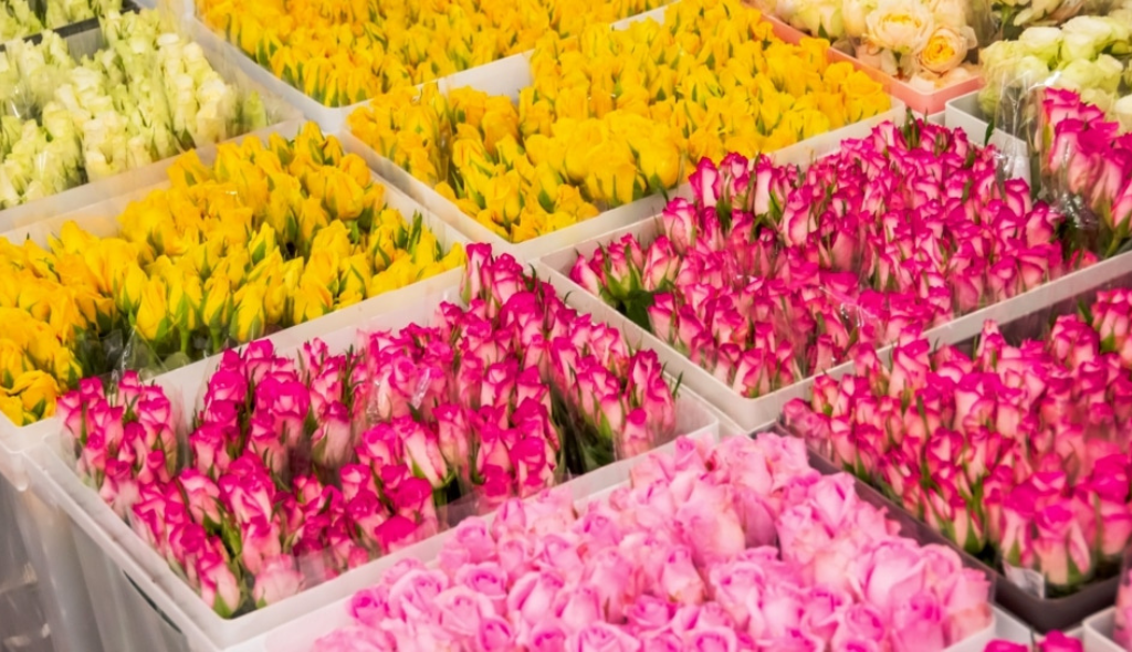 Armazenamento de botões de rosas em embalagens plásticas, separando-as por cores: rosa claro, rosa escuro e amarelo