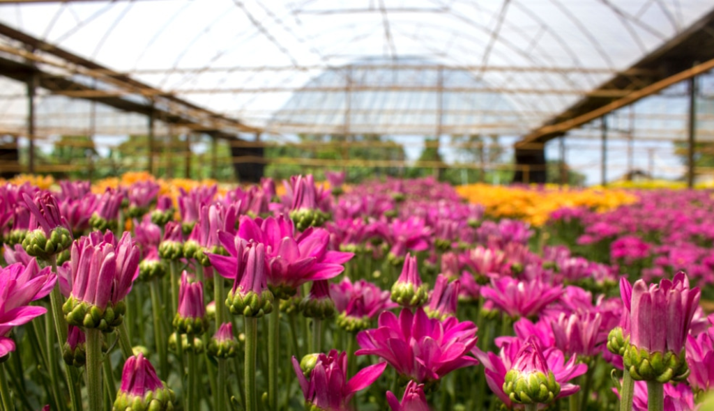 Produção de flores de corte de cor fúcsia em estufa