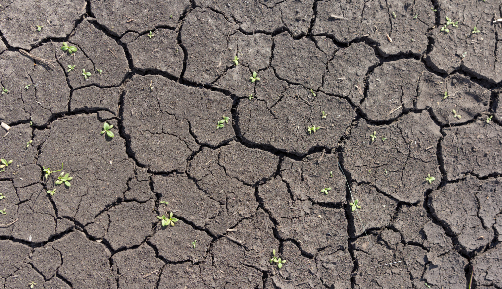 La Niña e El Niño: entenda o que são e quais os seus efeitos na agricultura