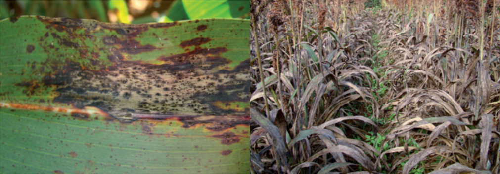 Sintomas de antracnose em folhas de sorgo, causando seca precoce nas plantas