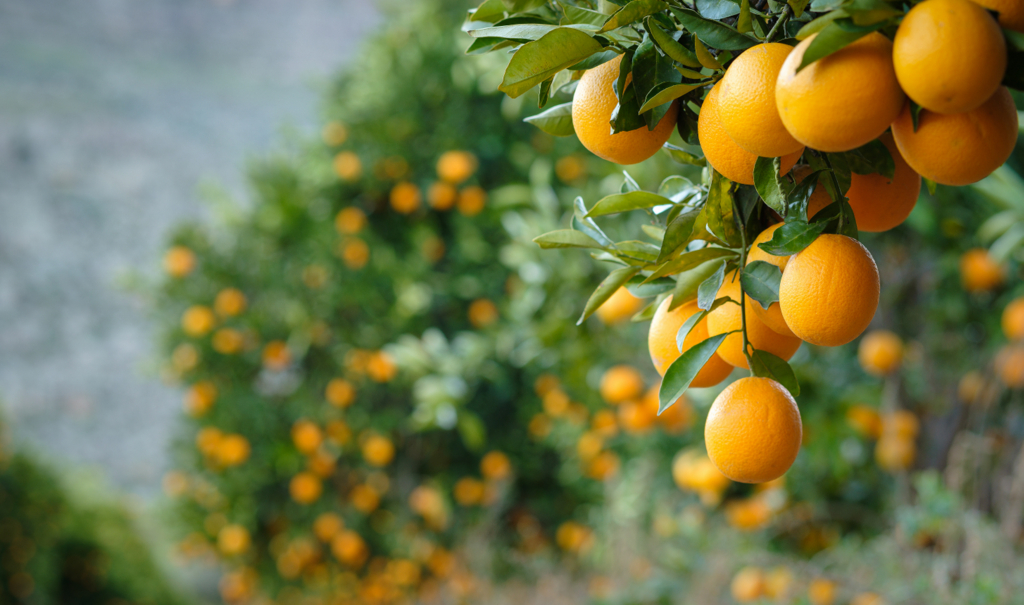 Laranja: saiba qual a sua importância econômica e como cultivá-la