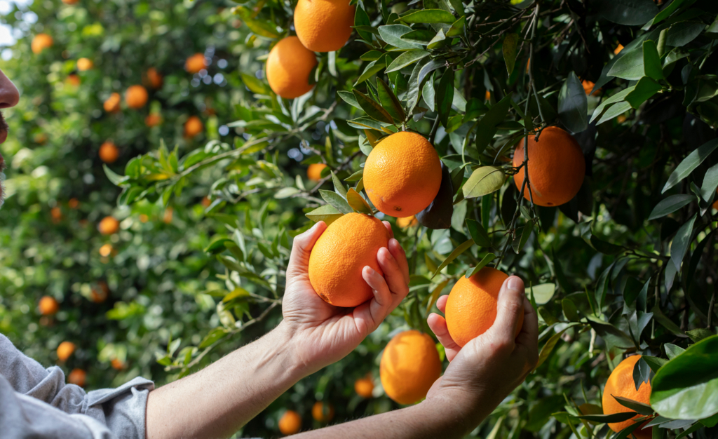 Mãos manuseado frutos de laranjeira ainda ao pé