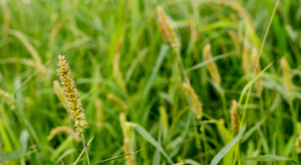Capim-carrapicho crescendo e se proliferando em área de pastagem