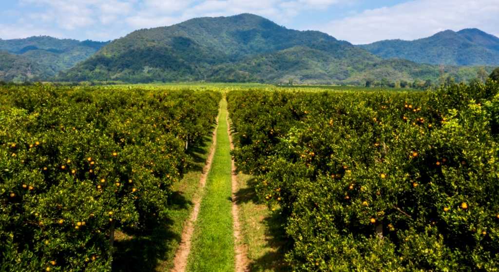 Plantação de laranja destinada a comercialização. Ao fundo, região montanhosa