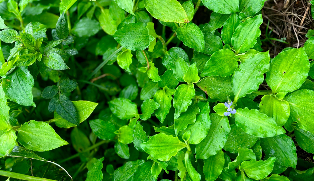 Trapoeraba: conheça essa planta daninha e seus prejuízos às lavouras