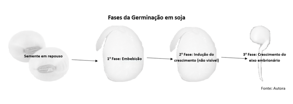 Esquema mostrando as fases de germinação da soja: semente em repouso, embebição, indução do crescimento e crescimento do eixo embrionário