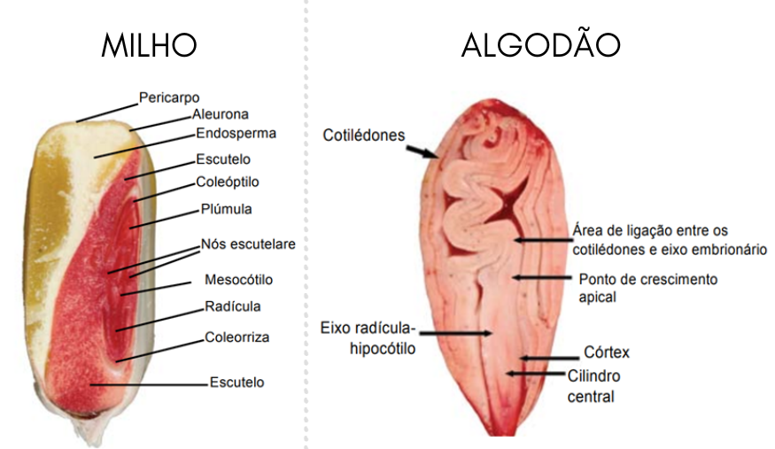 Semente de milho e semente de algodão posicionadas lado a lado, comparando suas diferenças estruturais