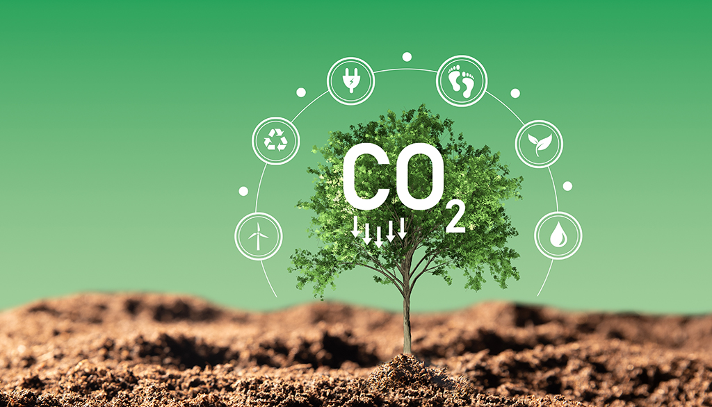 Ciclo de queda do CO2 na atmosfera, um dos benefícios do reflorestamento