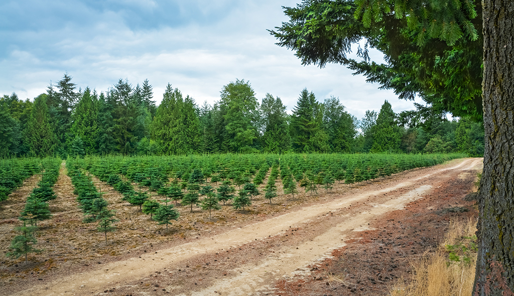 Plantio de mudas de reflorestamento. Árvores adultas ao redor. Estrada de chão junto as linhas de mudas plantadas
